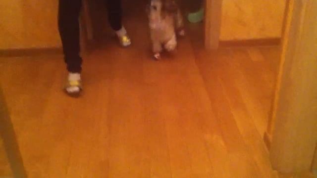 шит-цу в ботинках смотреть онлайн