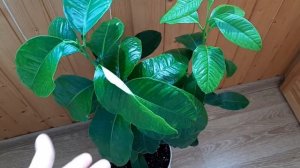 Бергамот.  Сорта бергамота.  Чай с бергамотом.