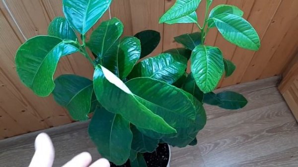 Бергамот.  Сорта бергамота.  Чай с бергамотом.