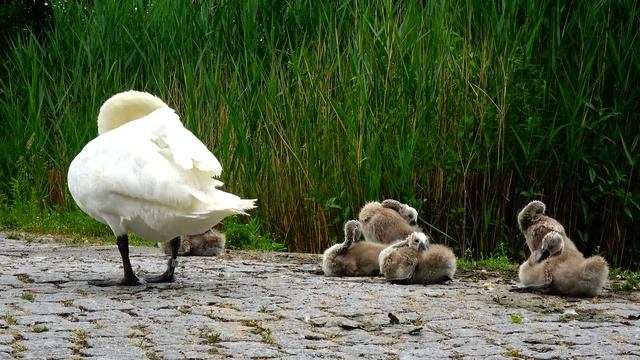 Sony FDR - AX53 смотреть онлайн