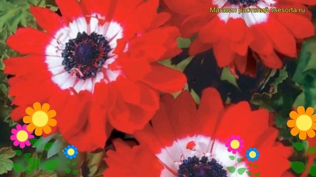 Анемона Говернор. Краткий обзор, описание характеристик Anemone Sylvestris The Governor