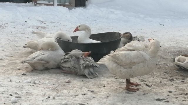Крещенские купания гусей смотреть онлайн