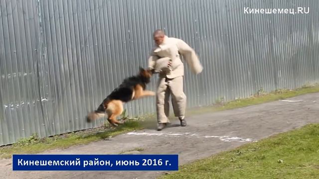 Показательные выступления кинологической службы УФСИН смотреть онлайн