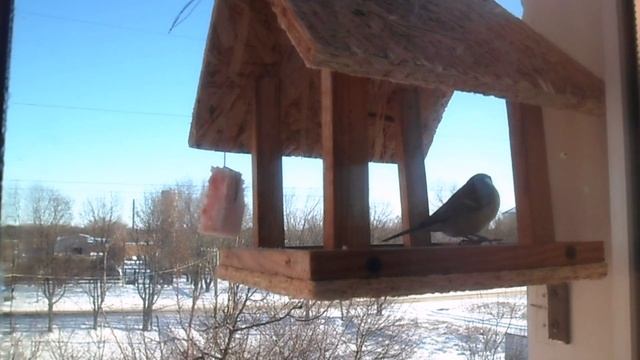 Кормим синичек смотреть онлайн