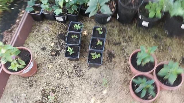 Рассадила спирею, гортензии. Места на участке мало😄 смотреть онлайн