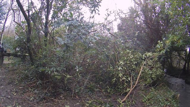 Clearing snow damage 14 03 23 смотреть онлайн