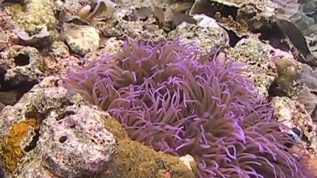 Wakatabi - Teklu Reef - Purple Anemone and Clark's Clownfish смотреть онлайн