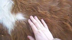 КАК УЗНАТЬ КОГДА ОТЕЛИТСЯ КОРОВА ИЛИ ТЕЛКА ПЕРВЫЕ ПРИЗДНИКА