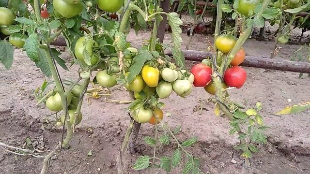 Томат- Белорусское бычье сердце ? смотреть онлайн