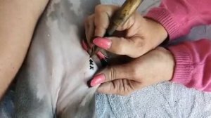 Клеймение щенка. Мифы о кровавом клеймении