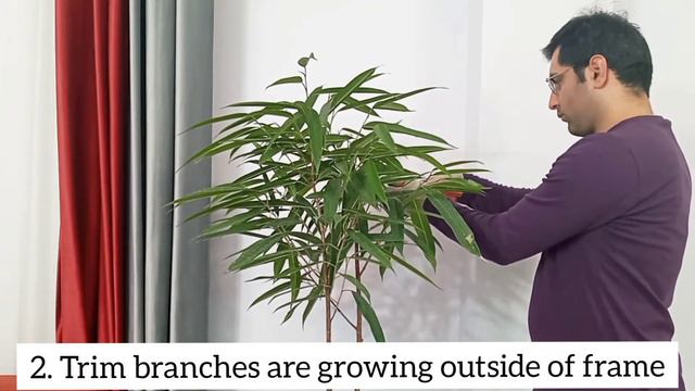 Ficus Alii Pruning Instruction Step By Step /pruning Ficus Maclellandii