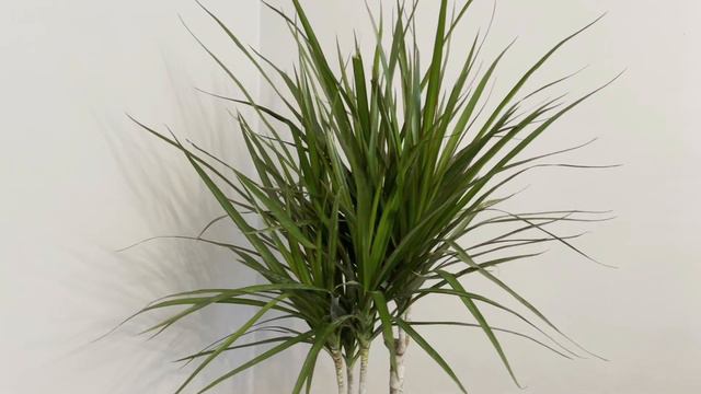 5 Plantas para PURIFICAR tu casa que la NASA Recomienda/DECORA CON PLANTAS #my_essential_style смотреть онлайн