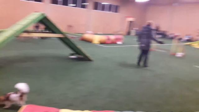 Papillon Berke agility смотреть онлайн