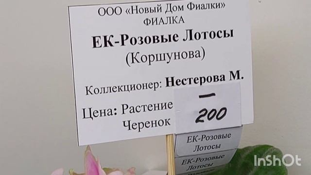 Выставка фиалок в декабре 2022(МК)/НОВИНКИ/Дом фиалок#фиалки#домыиалки#выставка# смотреть онлайн