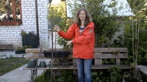 Фуксии в саду: где и как