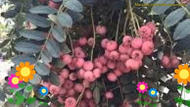 Рябина на штамбе Пёрпл Мэджик. Краткий обзор, описание характеристик sorbus Purple Magic смотреть онлайн