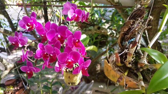 Orchid Miniature Phalaenopsis смотреть онлайн