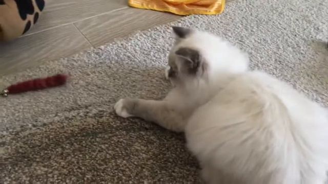 Ragdoll Blue Lynx Mitted