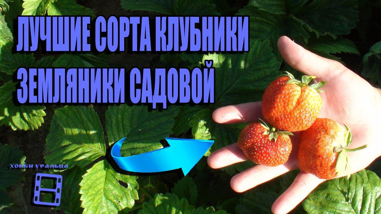 ЛУЧШИЕ СОРТА ЗЕМЛЯНИКИ САДОВОЙ (КЛУБНИКИ, ВИКТОРИИ) В НАШЕМ САДУ. САД (ОГОРОД) И ТЕПЛИЦА смотреть онлайн