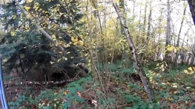 Arrêt setter sur bécasse. смотреть онлайн