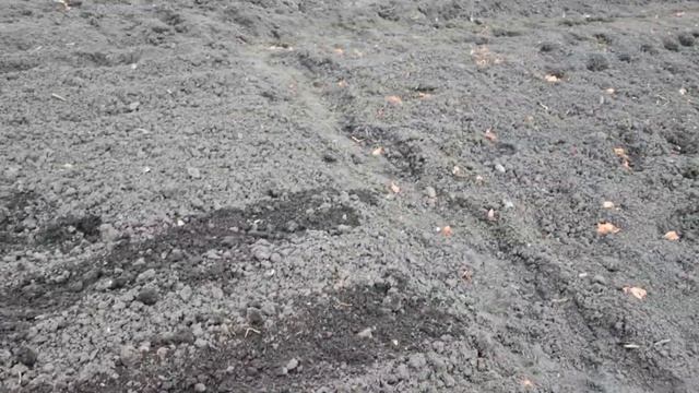 12 марта 2023 г.варю клейстер. сажают морковь смотреть онлайн