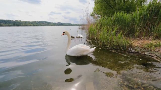 Красивая фортепианная музыка с пением птиц. Beautiful piano music with birdsong. смотреть онлайн