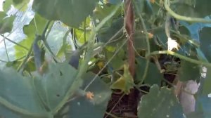 Кулебаки. Поездка к родителям.