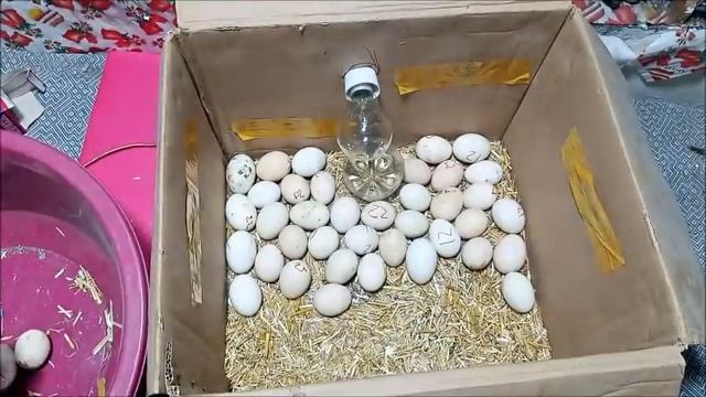 Beat idea to hatch eggs Without an temperature controller ||DIY- HOW TO MAKE EGG INCUBATOR A HOME смотреть онлайн