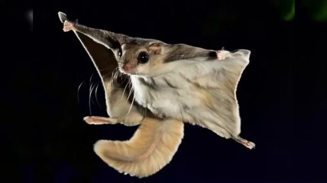 Белка-летяга