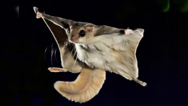 Белка-летяга