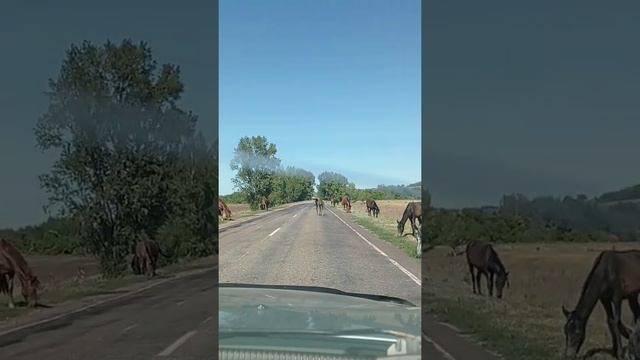 Красивые лошадки на дороге смотреть онлайн