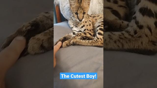 Cute Baby Boy смотреть онлайн