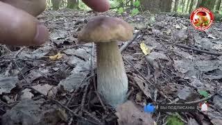 ?БЕЛЫЕ ГРИБЫ В ПОДМОСКОВЬЕ?ЛЕТНИЕ ОПЯТА, ЛИСИЧКИ, СЫРОЕЖКИ, ВЁШЕНКА смотреть онлайн