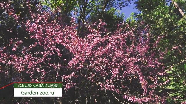 Декоративные деревья. Церцис канадский - Багрянник смотреть онлайн