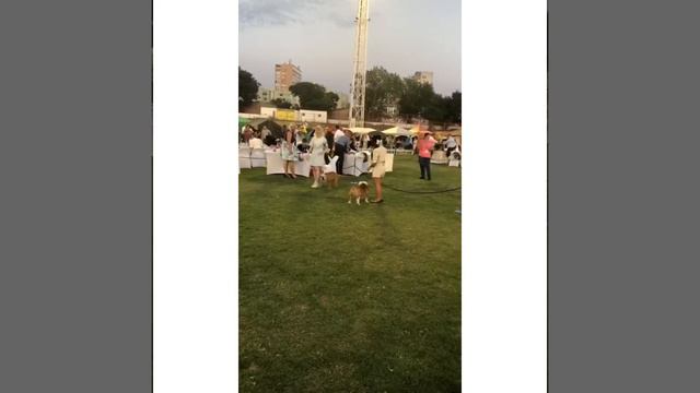 4 Split Summer Night Dog Shows-English Bulldog Junior Class смотреть онлайн