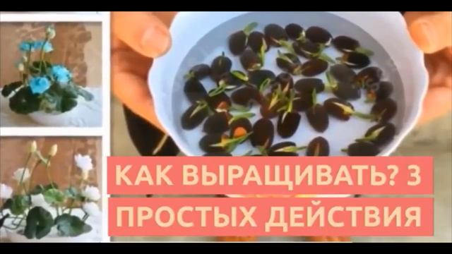 Домашние деревья смотреть онлайн