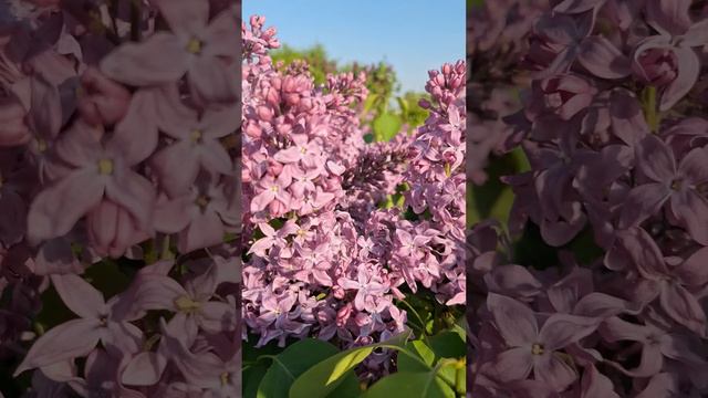 Русь сорт сирени. смотреть онлайн