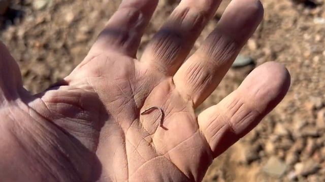 Testing GPZ 7000 - GPX 6000 - Gold Monster 1000 - Metal Detecting for Gold! смотреть онлайн