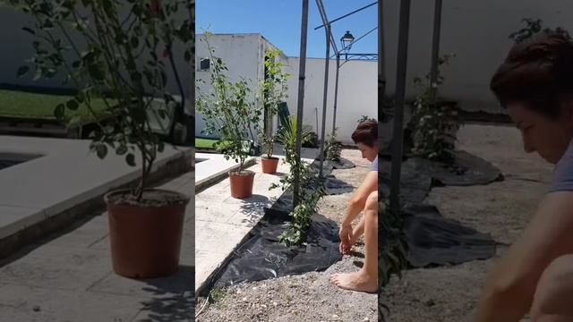 Как уложить укрывную ткань для декорации сада камнями? смотреть онлайн