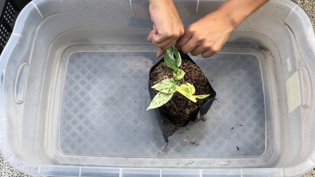 my BASE soil mix for indoor house plants by the tiny jungle // Philippines смотреть онлайн