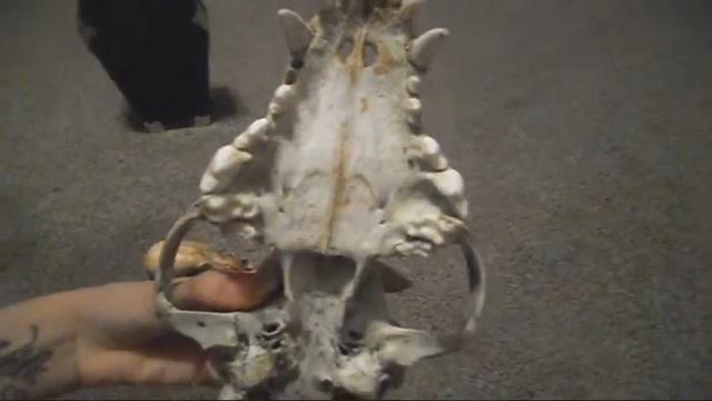 Animal Skull Collection