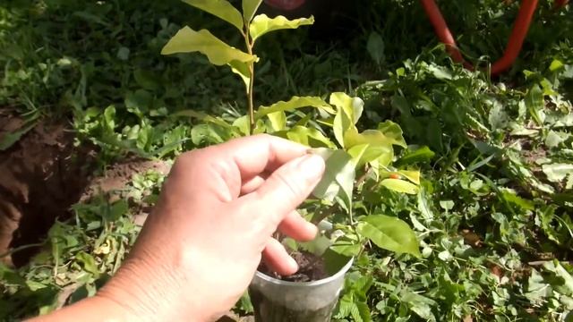Гуми,очень ценное растение для сада. смотреть онлайн