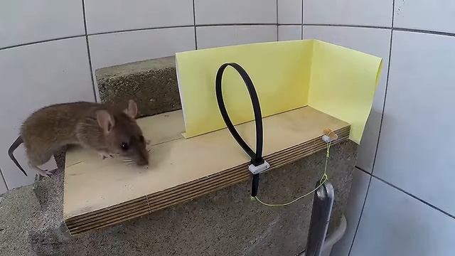 100% поймать мышь мышеловка своими руками из хомута стяжки смотреть онлайн