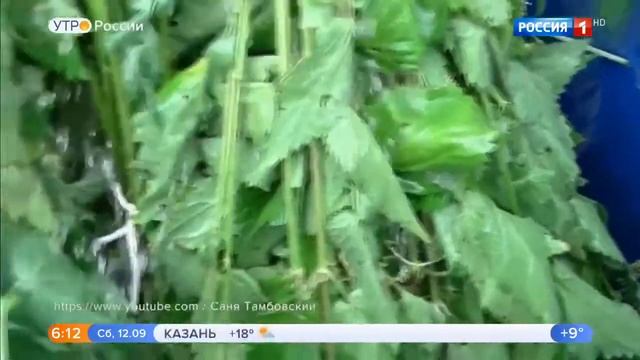 Крапива: в чем польза и вред смотреть онлайн