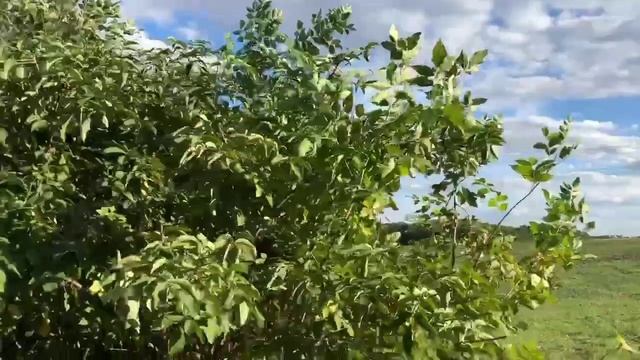 Скільки реально можна заробити на бузині? смотреть онлайн