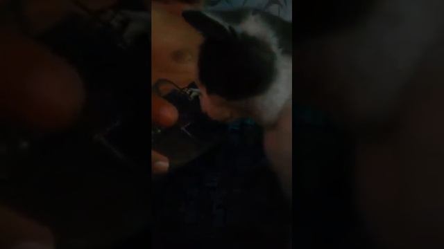 Кот пьёт кофе смотреть онлайн