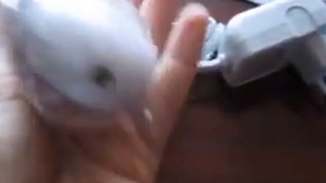 Китайская роликовая пилка для ног. Аналог Scholl. Часть 2 смотреть онлайн