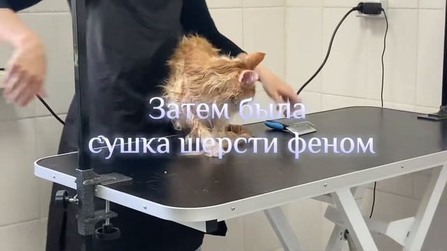 Наш первый поход в груминг салон! смотреть онлайн
