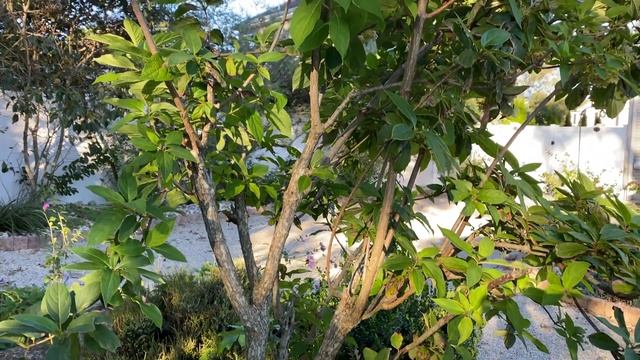 Top Heavy Limelight Hydrangea Tree