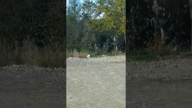 Медведь возле трассы. Страшно выйти ..... Республика Саха Нерюнгринский район смотреть онлайн